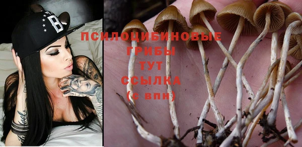 ПСИЛОЦИБИНОВЫЕ ГРИБЫ Осинники